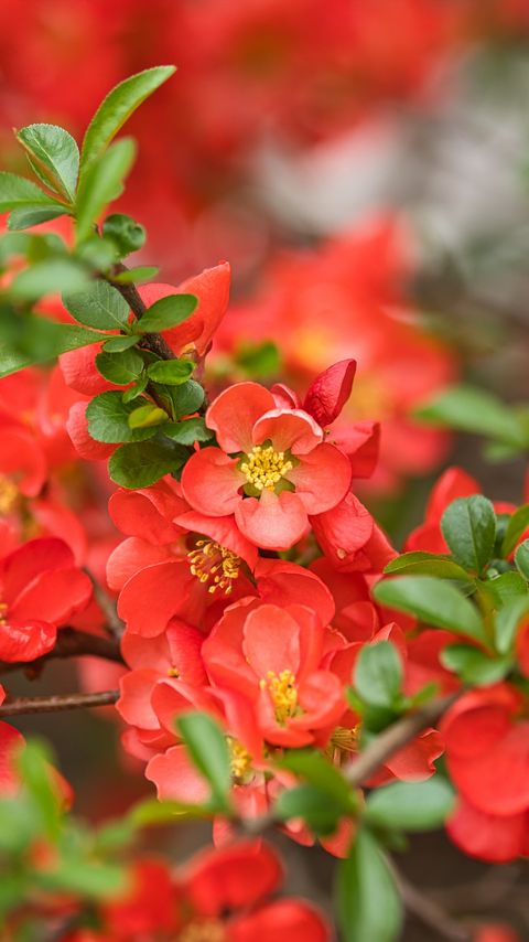Download wallpaper 2160x3840 quince, flowers, petals, red samsung galaxy s4, s5, note, sony xperia z, z1, z2, z3, htc one, lenovo vibe hd background