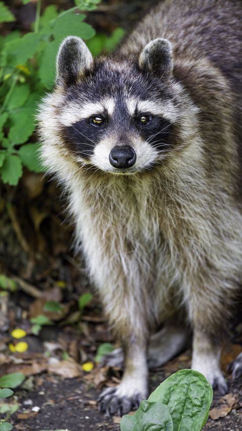 Download wallpaper 2160x3840 raccoon, animal, wildlife, leaves samsung galaxy s4, s5, note, sony xperia z, z1, z2, z3, htc one, lenovo vibe hd background