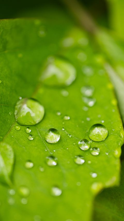 Download wallpaper 2160x3840 rain, drops, leaves, macro samsung galaxy s4, s5, note, sony xperia z, z1, z2, z3, htc one, lenovo vibe hd background