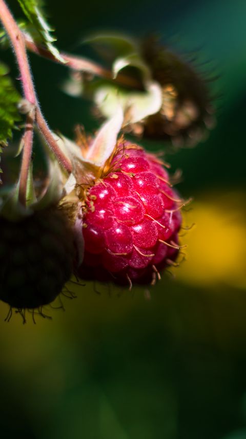 Download wallpaper 2160x3840 raspberry, berry, light, macro samsung galaxy s4, s5, note, sony xperia z, z1, z2, z3, htc one, lenovo vibe hd background
