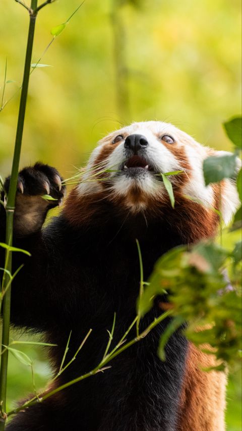 Download wallpaper 2160x3840 red panda, pose, leaves, wildlife samsung galaxy s4, s5, note, sony xperia z, z1, z2, z3, htc one, lenovo vibe hd background