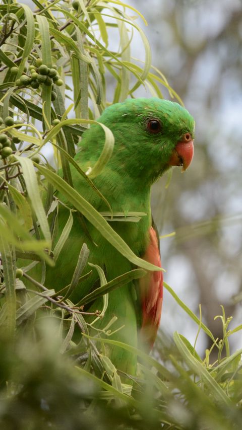 Download wallpaper 2160x3840 red-winged parrot, parrot, bird, branches, green samsung galaxy s4, s5, note, sony xperia z, z1, z2, z3, htc one, lenovo vibe hd background