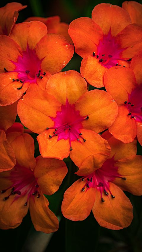 Download wallpaper 2160x3840 rhododendron, flowers, petals, orange samsung galaxy s4, s5, note, sony xperia z, z1, z2, z3, htc one, lenovo vibe hd background