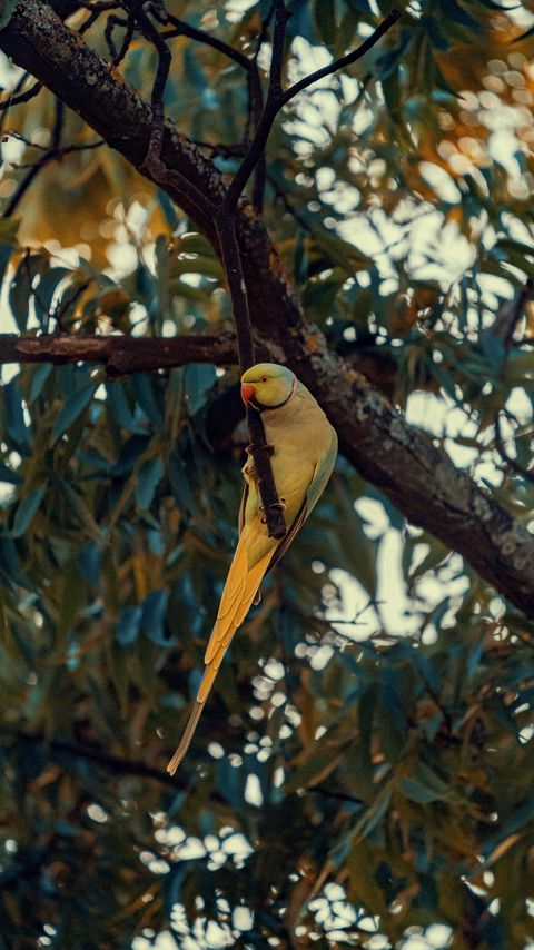 Download wallpaper 2160x3840 ring-necked parakeet, parrot, bird, pose, branch samsung galaxy s4, s5, note, sony xperia z, z1, z2, z3, htc one, lenovo vibe hd background