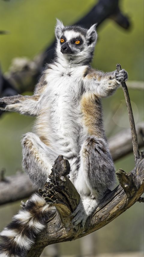 Download wallpaper 2160x3840 ring-tailed lemur, lemur, glance, wildlife samsung galaxy s4, s5, note, sony xperia z, z1, z2, z3, htc one, lenovo vibe hd background