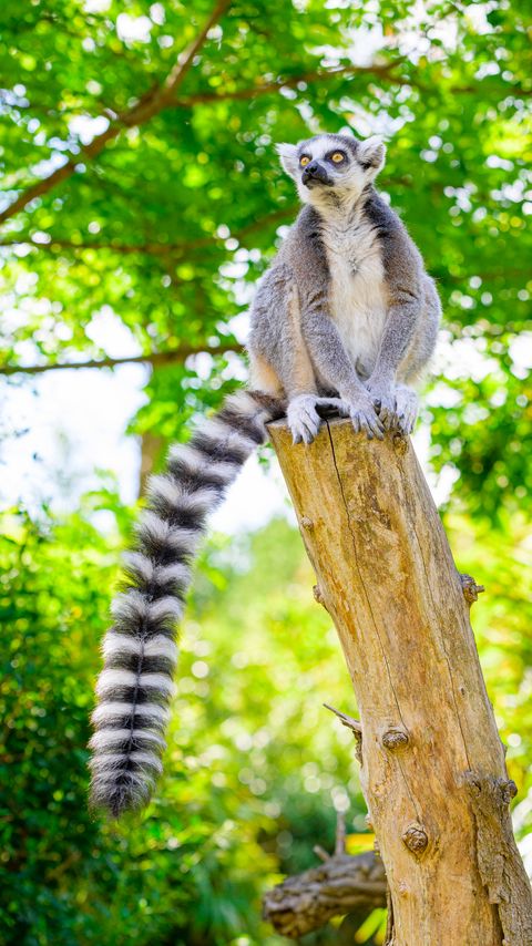 Download wallpaper 2160x3840 ring-tailed lemur, lemur, tail, wildlife samsung galaxy s4, s5, note, sony xperia z, z1, z2, z3, htc one, lenovo vibe hd background