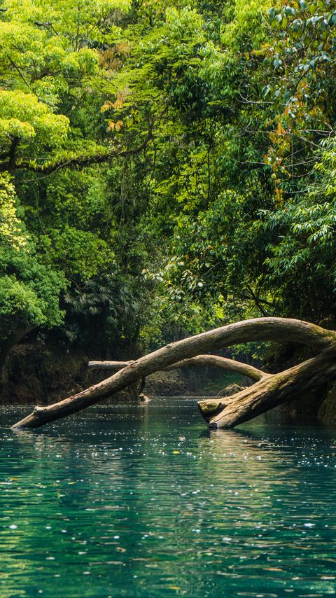 Download wallpaper 2160x3840 river, trees, branches, dry samsung galaxy s4, s5, note, sony xperia z, z1, z2, z3, htc one, lenovo vibe hd background