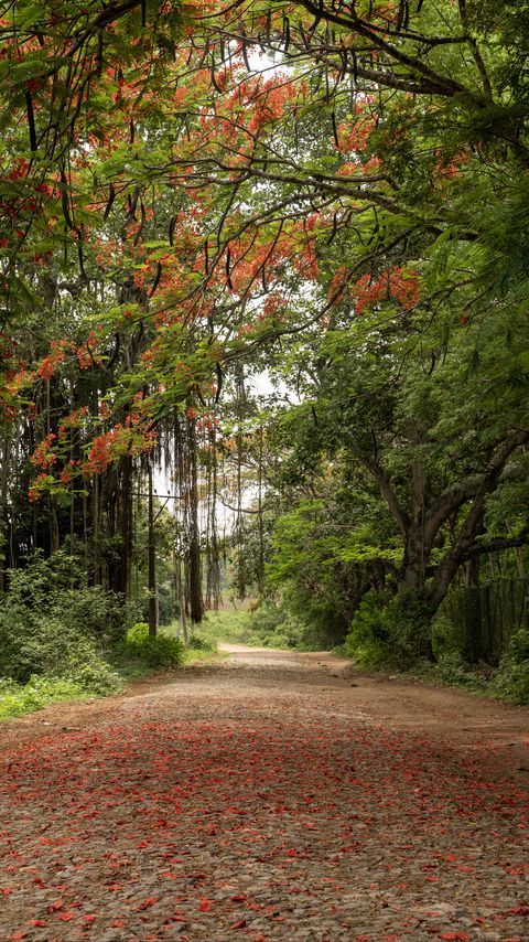 Download wallpaper 2160x3840 road, trees, branches, leaves samsung galaxy s4, s5, note, sony xperia z, z1, z2, z3, htc one, lenovo vibe hd background
