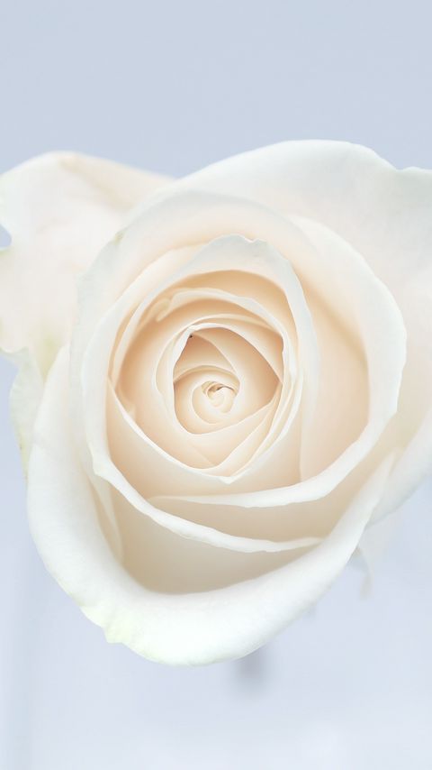 Download wallpaper 2160x3840 rose, flower, bud, petals, white samsung galaxy s4, s5, note, sony xperia z, z1, z2, z3, htc one, lenovo vibe hd background