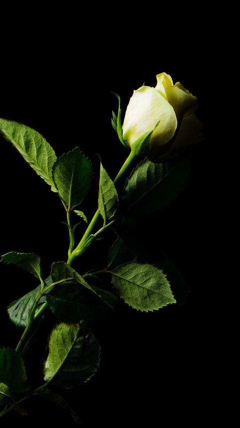 Download wallpaper 2160x3840 rose, flower, leaves, darkness samsung galaxy s4, s5, note, sony xperia z, z1, z2, z3, htc one, lenovo vibe hd background
