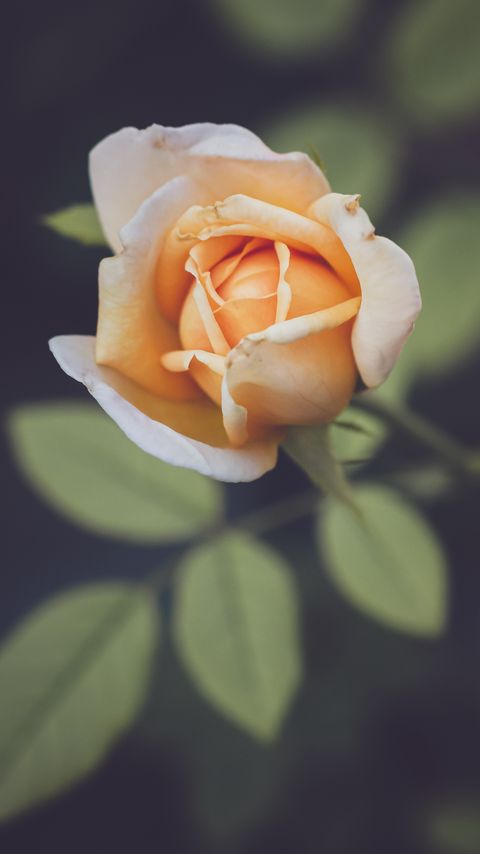 Download wallpaper 2160x3840 rose, petals, blur, flower samsung galaxy s4, s5, note, sony xperia z, z1, z2, z3, htc one, lenovo vibe hd background