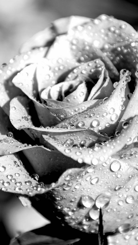 Download wallpaper 2160x3840 rose, petals, dropes, rain, macro, black and white samsung galaxy s4, s5, note, sony xperia z, z1, z2, z3, htc one, lenovo vibe hd background