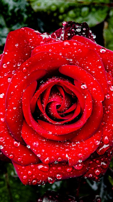 Download wallpaper 2160x3840 rose, petals, drops, leaves, flower, macro samsung galaxy s4, s5, note, sony xperia z, z1, z2, z3, htc one, lenovo vibe hd background