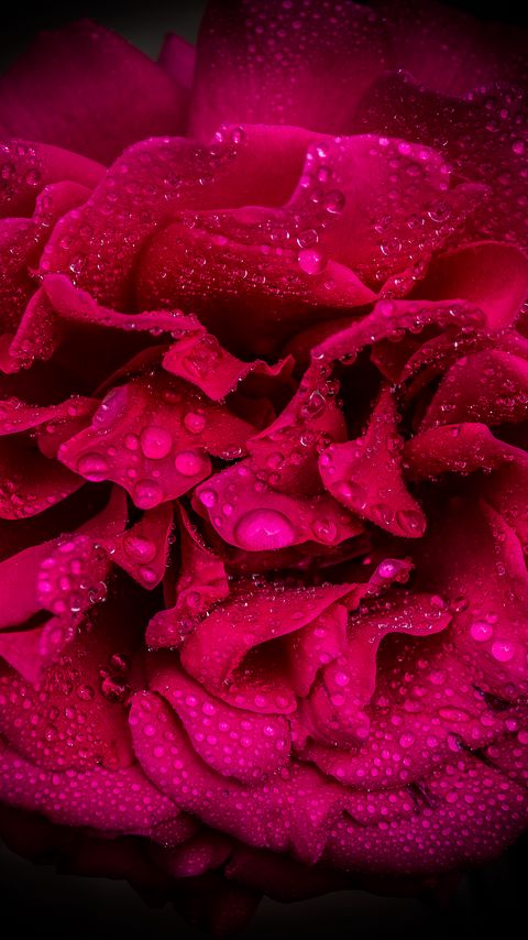 Download wallpaper 2160x3840 rose, petals, flower, drops, macro, pink samsung galaxy s4, s5, note, sony xperia z, z1, z2, z3, htc one, lenovo vibe hd background