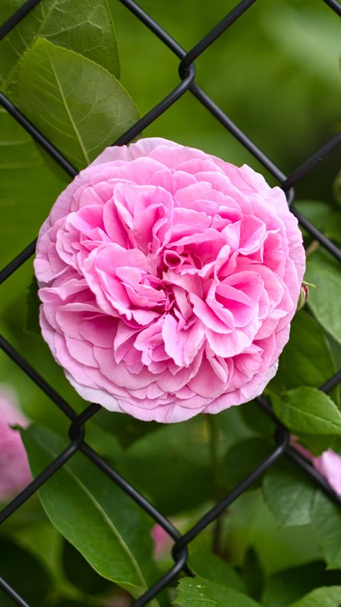 Download wallpaper 2160x3840 rose, petals, flower, leaves, lattice samsung galaxy s4, s5, note, sony xperia z, z1, z2, z3, htc one, lenovo vibe hd background