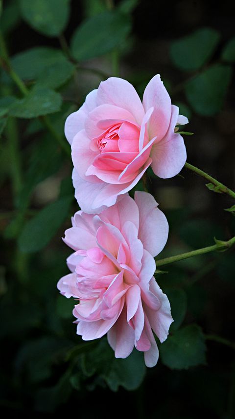 Download wallpaper 2160x3840 rose, petals, flower, pink, macro samsung galaxy s4, s5, note, sony xperia z, z1, z2, z3, htc one, lenovo vibe hd background