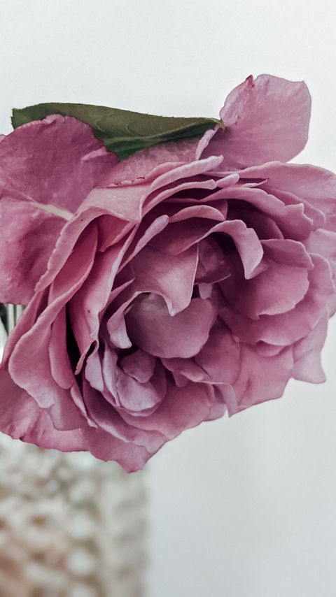 Download wallpaper 2160x3840 rose, petals, pink, macro samsung galaxy s4, s5, note, sony xperia z, z1, z2, z3, htc one, lenovo vibe hd background