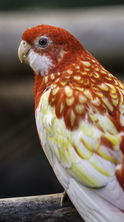 Download wallpaper 2160x3840 rosella, parrot, bird samsung galaxy s4, s5, note, sony xperia z, z1, z2, z3, htc one, lenovo vibe hd background