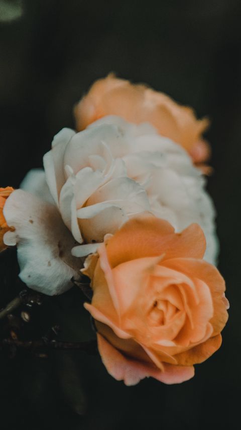 Download wallpaper 2160x3840 roses, flowers, plant, yellow, white samsung galaxy s4, s5, note, sony xperia z, z1, z2, z3, htc one, lenovo vibe hd background