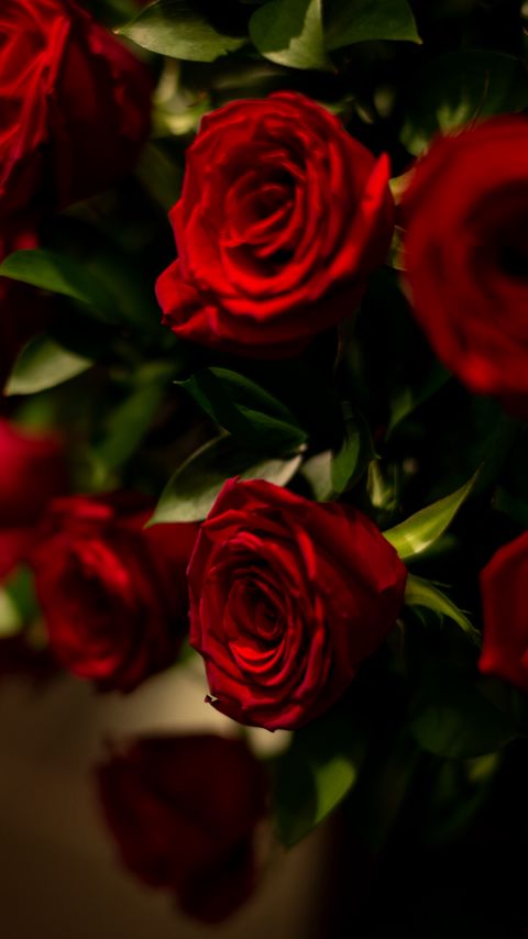 Download wallpaper 2160x3840 roses, petals, bouquet, leaves, dark samsung galaxy s4, s5, note, sony xperia z, z1, z2, z3, htc one, lenovo vibe hd background