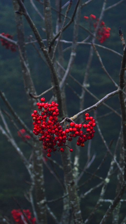 Download wallpaper 2160x3840 rowan, berries, branch, tree, macro samsung galaxy s4, s5, note, sony xperia z, z1, z2, z3, htc one, lenovo vibe hd background