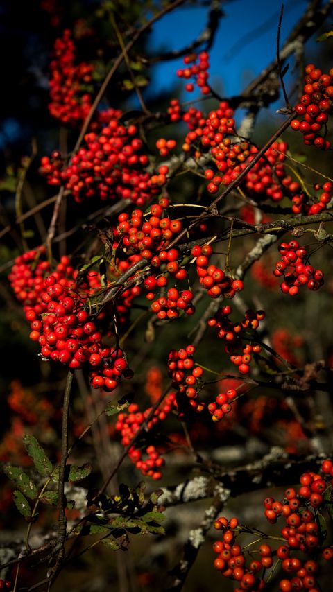Download wallpaper 2160x3840 rowan, berries, branches, red, nature samsung galaxy s4, s5, note, sony xperia z, z1, z2, z3, htc one, lenovo vibe hd background