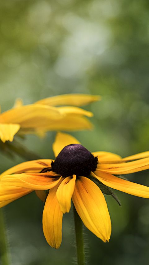 Download wallpaper 2160x3840 rudbeckia, flower, petals, blur, macro, yellow samsung galaxy s4, s5, note, sony xperia z, z1, z2, z3, htc one, lenovo vibe hd background