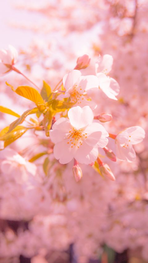 Download wallpaper 2160x3840 sakura, flower, blur, petals, pink samsung galaxy s4, s5, note, sony xperia z, z1, z2, z3, htc one, lenovo vibe hd background