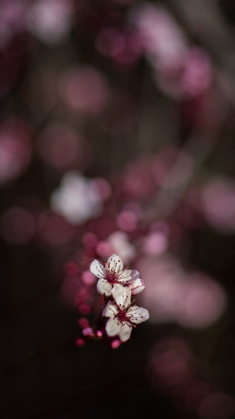 Download wallpaper 2160x3840 sakura, flowers, bokeh samsung galaxy s4, s5, note, sony xperia z, z1, z2, z3, htc one, lenovo vibe hd background