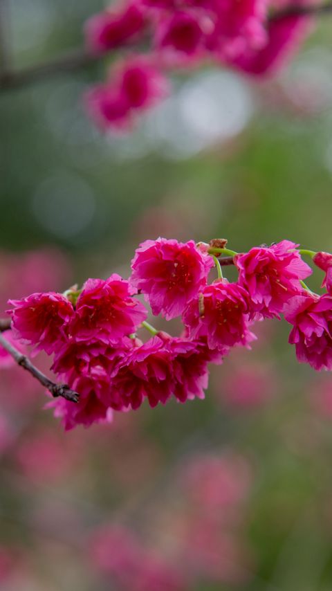 Download wallpaper 2160x3840 sakura, flowers, branch, petals, pink samsung galaxy s4, s5, note, sony xperia z, z1, z2, z3, htc one, lenovo vibe hd background