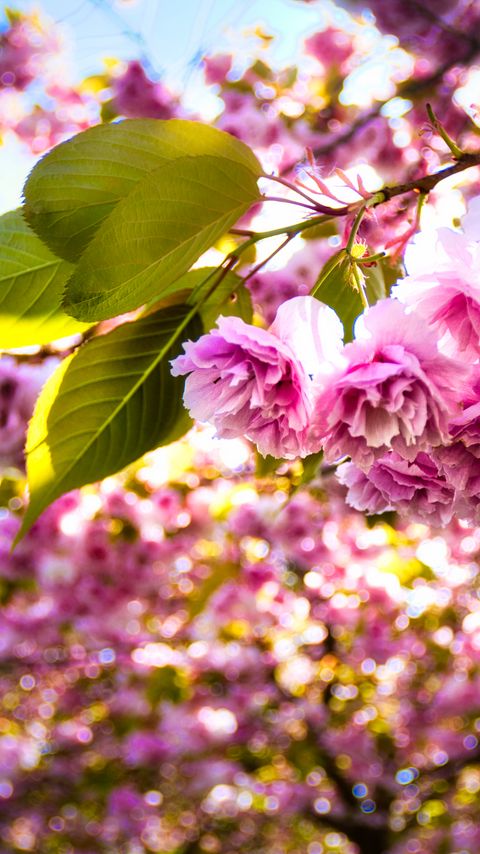 Download wallpaper 2160x3840 sakura, flowers, branches, leaves, sunlight samsung galaxy s4, s5, note, sony xperia z, z1, z2, z3, htc one, lenovo vibe hd background