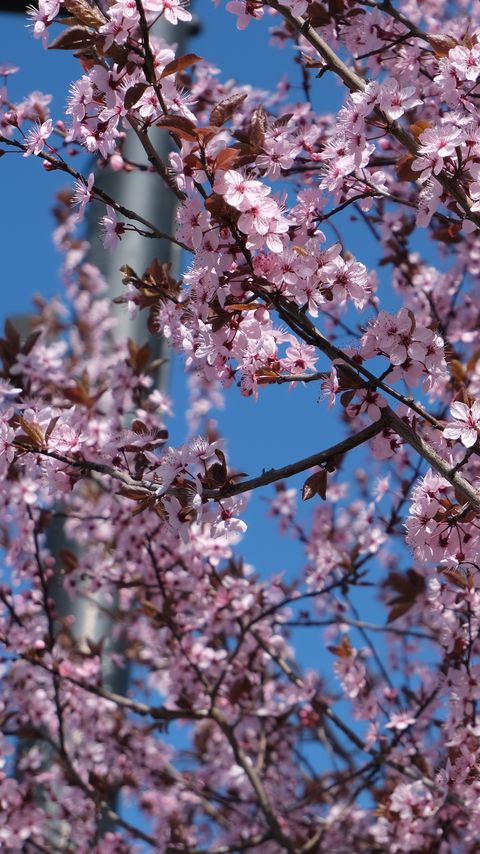 Download wallpaper 2160x3840 sakura, flowers, petals, branches, pink, blur samsung galaxy s4, s5, note, sony xperia z, z1, z2, z3, htc one, lenovo vibe hd background