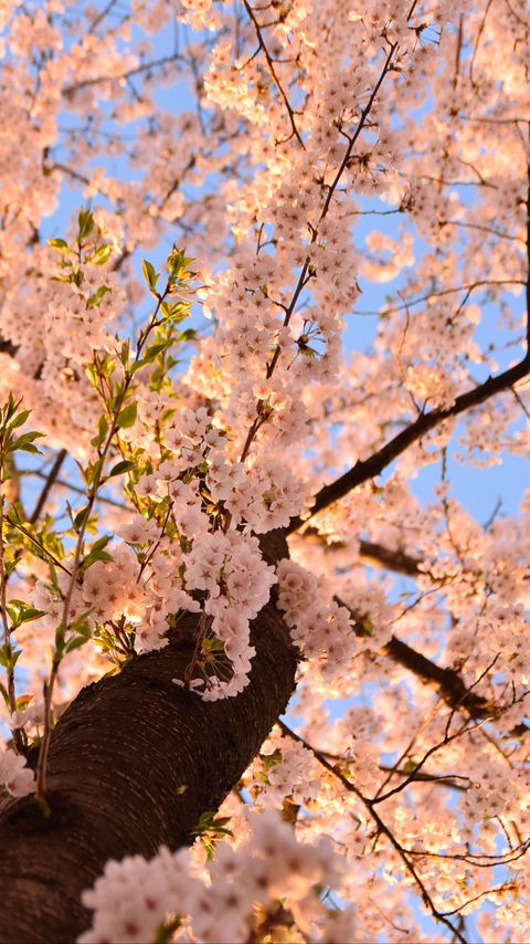 Download wallpaper 2160x3840 sakura, flowers, tree, branches, bottom view samsung galaxy s4, s5, note, sony xperia z, z1, z2, z3, htc one, lenovo vibe hd background