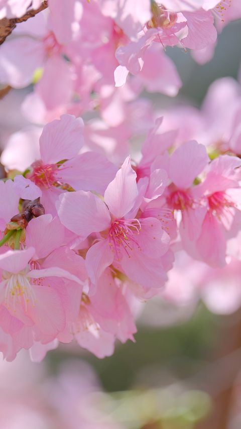Download wallpaper 2160x3840 sakura, petals, branch, flowers, pink samsung galaxy s4, s5, note, sony xperia z, z1, z2, z3, htc one, lenovo vibe hd background
