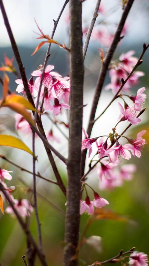 Download wallpaper 2160x3840 sakura, petals, flowers, branches, tree, pink samsung galaxy s4, s5, note, sony xperia z, z1, z2, z3, htc one, lenovo vibe hd background