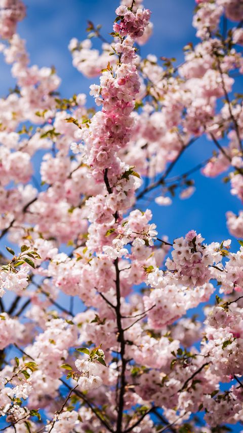 Download wallpaper 2160x3840 sakura, petals, flowers, branches, leaves, pink samsung galaxy s4, s5, note, sony xperia z, z1, z2, z3, htc one, lenovo vibe hd background