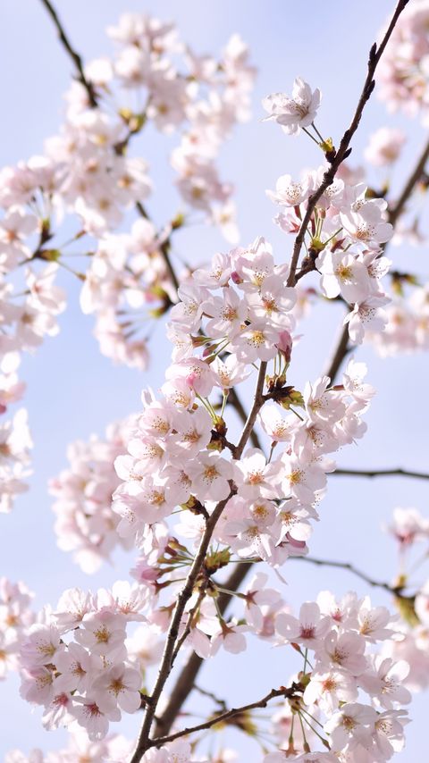Download wallpaper 2160x3840 sakura, petals, flowers, branches, sky, pink samsung galaxy s4, s5, note, sony xperia z, z1, z2, z3, htc one, lenovo vibe hd background