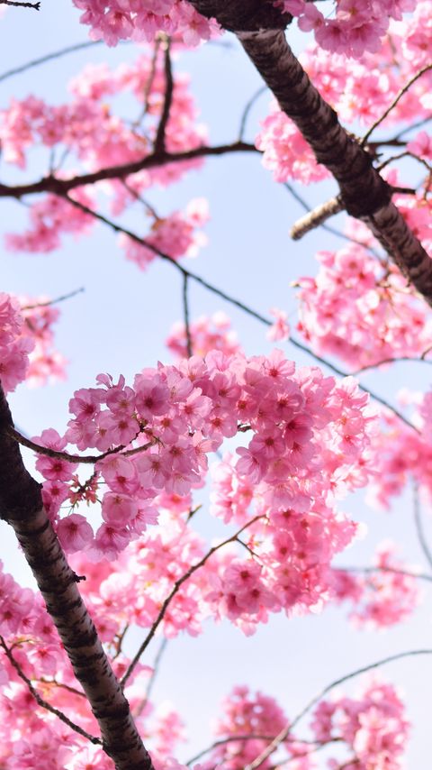 Download wallpaper 2160x3840 sakura, petals, flowers, branches, tree, pink, sky samsung galaxy s4, s5, note, sony xperia z, z1, z2, z3, htc one, lenovo vibe hd background