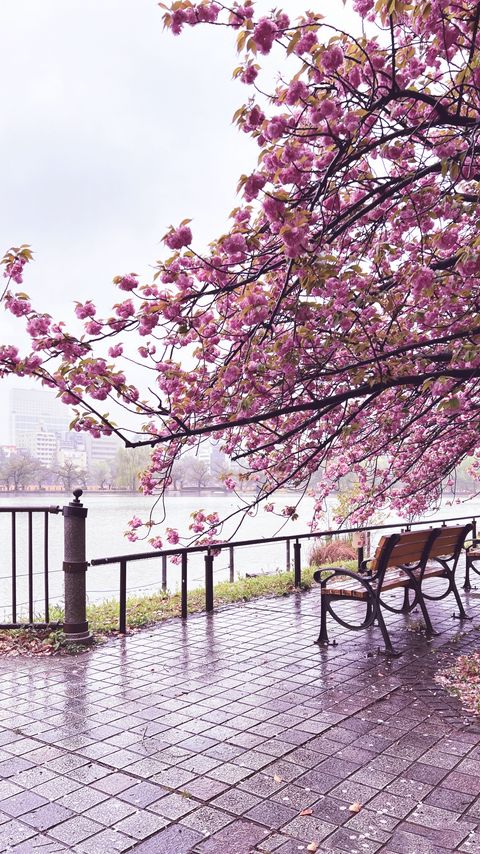 Download wallpaper 2160x3840 sakura, river, bench, view samsung galaxy s4, s5, note, sony xperia z, z1, z2, z3, htc one, lenovo vibe hd background
