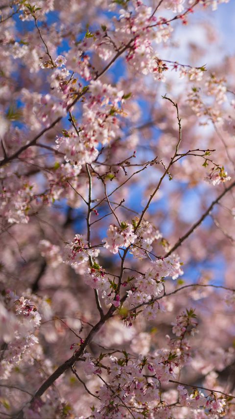 Download wallpaper 2160x3840 sakura, tree, flowers, bloom, pink, spring samsung galaxy s4, s5, note, sony xperia z, z1, z2, z3, htc one, lenovo vibe hd background