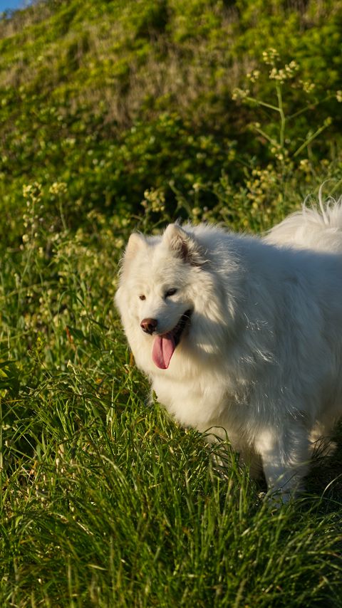 Download wallpaper 2160x3840 samoyed, dog, pet, grass samsung galaxy s4, s5, note, sony xperia z, z1, z2, z3, htc one, lenovo vibe hd background