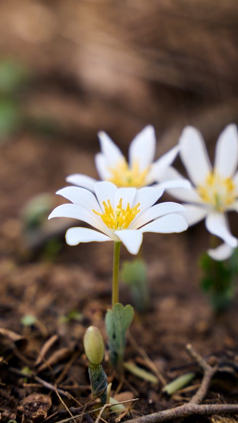Download wallpaper 2160x3840 sanguinaria, flowers, petals samsung galaxy s4, s5, note, sony xperia z, z1, z2, z3, htc one, lenovo vibe hd background