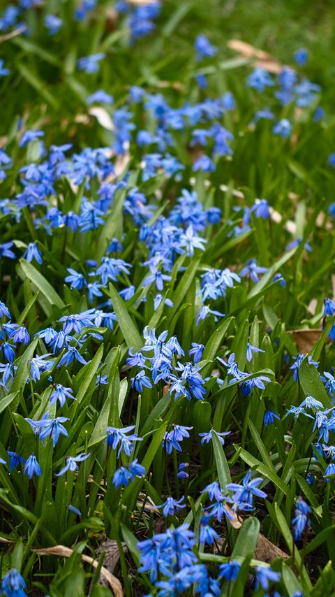 Download wallpaper 2160x3840 scilla, petals, flowers, leaves, blue samsung galaxy s4, s5, note, sony xperia z, z1, z2, z3, htc one, lenovo vibe hd background