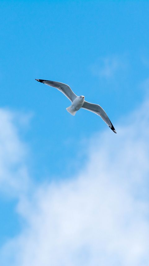 Download wallpaper 2160x3840 seagull, flight, bird, sky, minimalism samsung galaxy s4, s5, note, sony xperia z, z1, z2, z3, htc one, lenovo vibe hd background