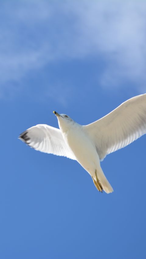 Download wallpaper 2160x3840 seagull, flight, sky, bird samsung galaxy s4, s5, note, sony xperia z, z1, z2, z3, htc one, lenovo vibe hd background