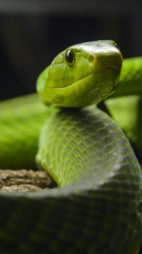 Download wallpaper 2160x3840 snake, glance, reptile, green samsung galaxy s4, s5, note, sony xperia z, z1, z2, z3, htc one, lenovo vibe hd background