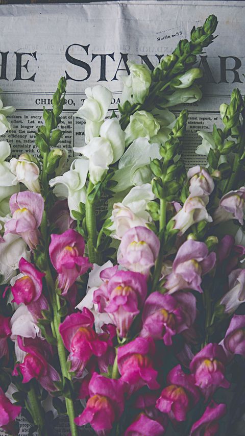 Download wallpaper 2160x3840 snapdragon, flowers, bouquet, newspaper samsung galaxy s4, s5, note, sony xperia z, z1, z2, z3, htc one, lenovo vibe hd background