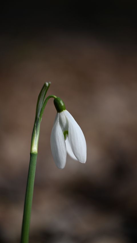 Download wallpaper 2160x3840 snowdrop, petals, flower, spring samsung galaxy s4, s5, note, sony xperia z, z1, z2, z3, htc one, lenovo vibe hd background