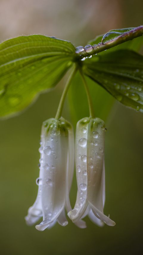 Download wallpaper 2160x3840 solomon seal, flowers, leaves, drops, rain samsung galaxy s4, s5, note, sony xperia z, z1, z2, z3, htc one, lenovo vibe hd background