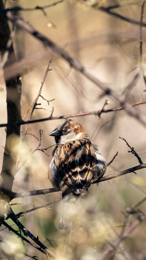 Download wallpaper 2160x3840 sparrow, bird, branch samsung galaxy s4, s5, note, sony xperia z, z1, z2, z3, htc one, lenovo vibe hd background